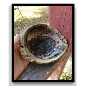 Abalone Shell